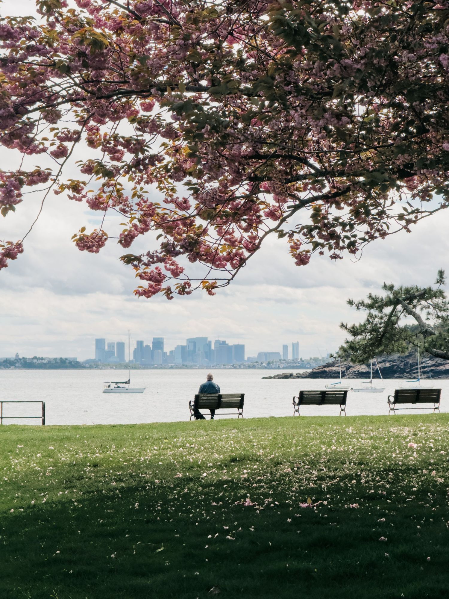 Person on a bench by the water framed by pink cherry blossoms with a distant city skyline.