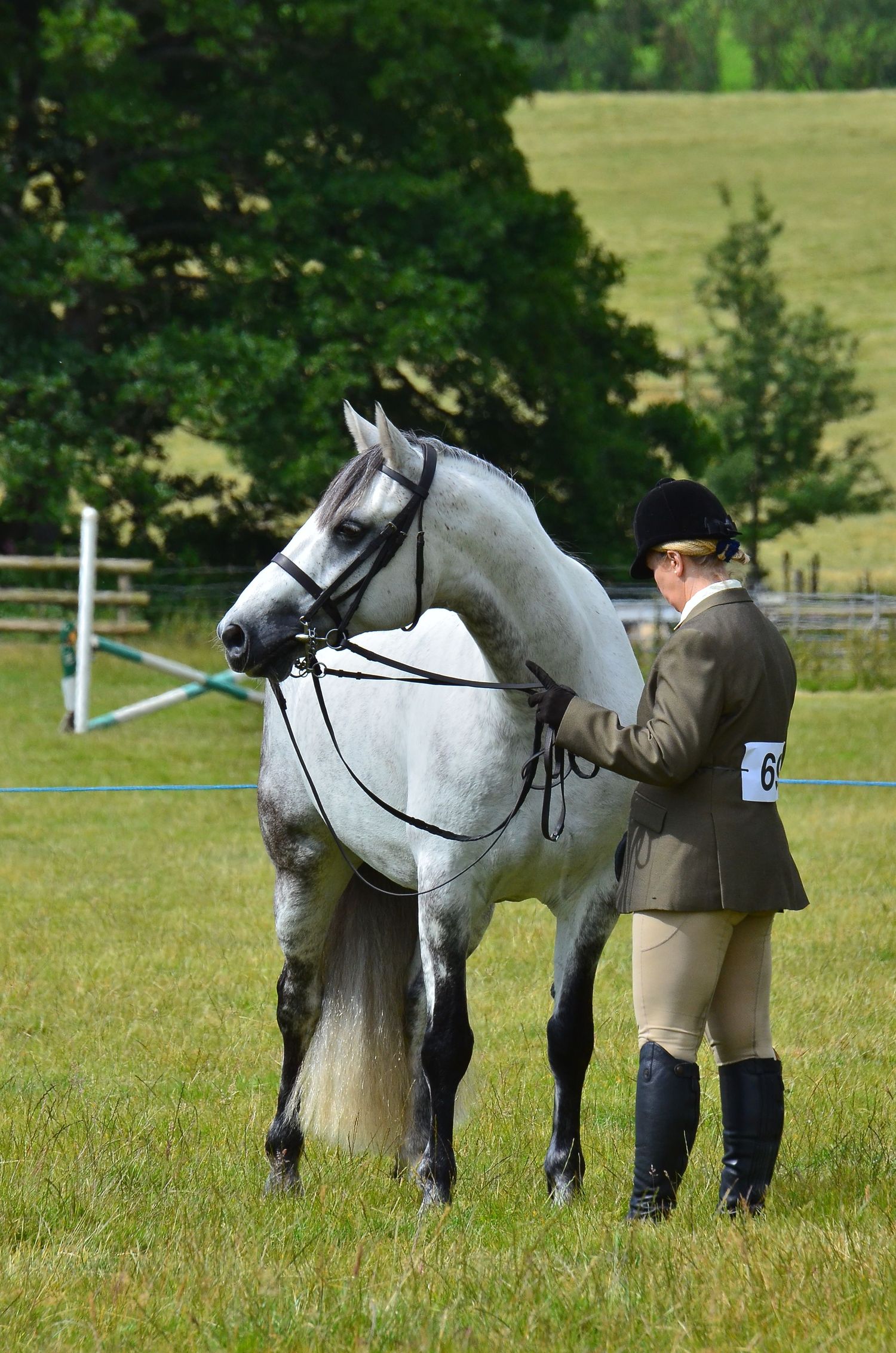 A grey show horse in full tack stands with handler in formal riding attire at an equestrian event.