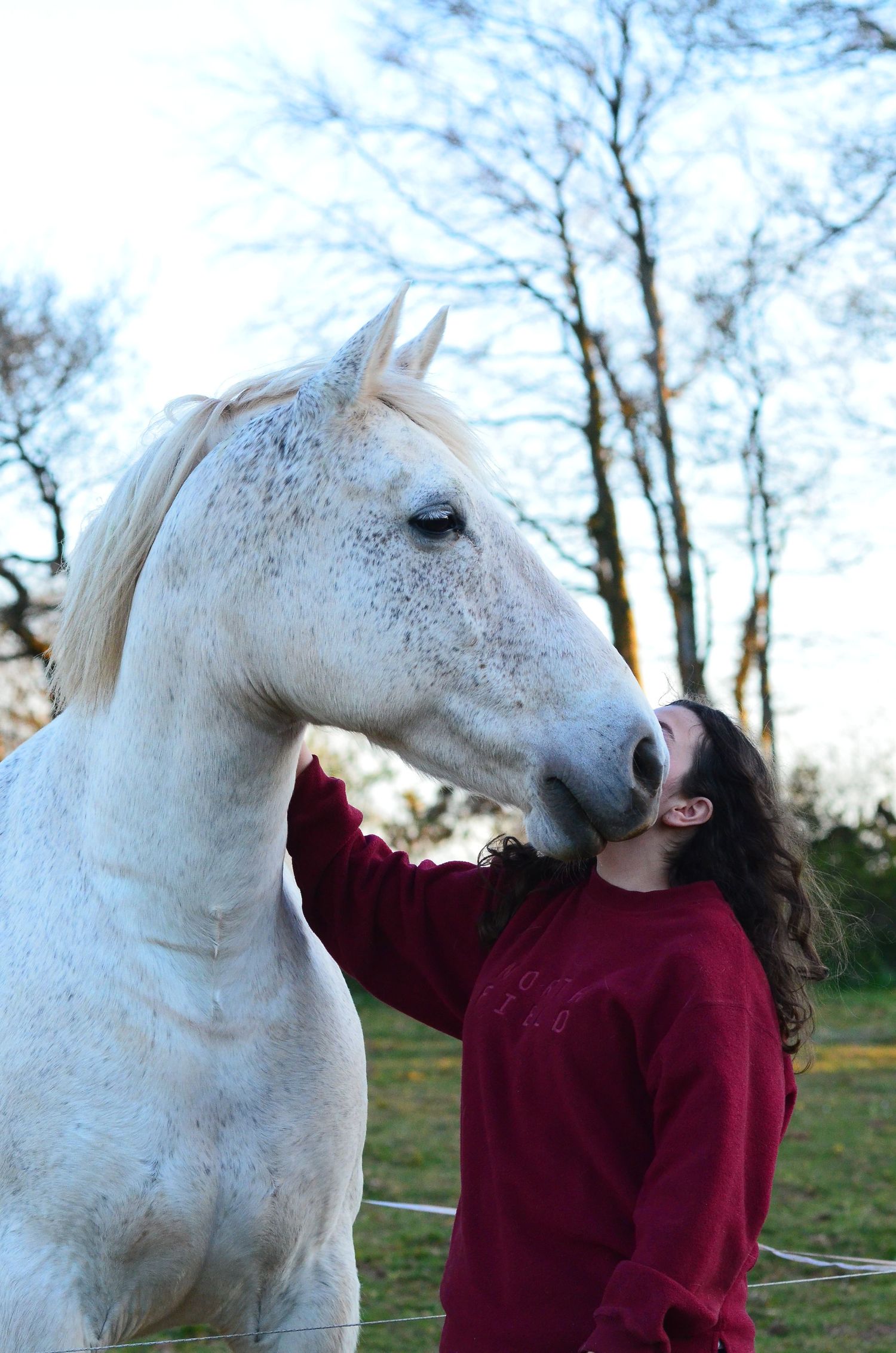 A majestic white horse interacts with someone wearing a burgundy sweater in a winter setting.