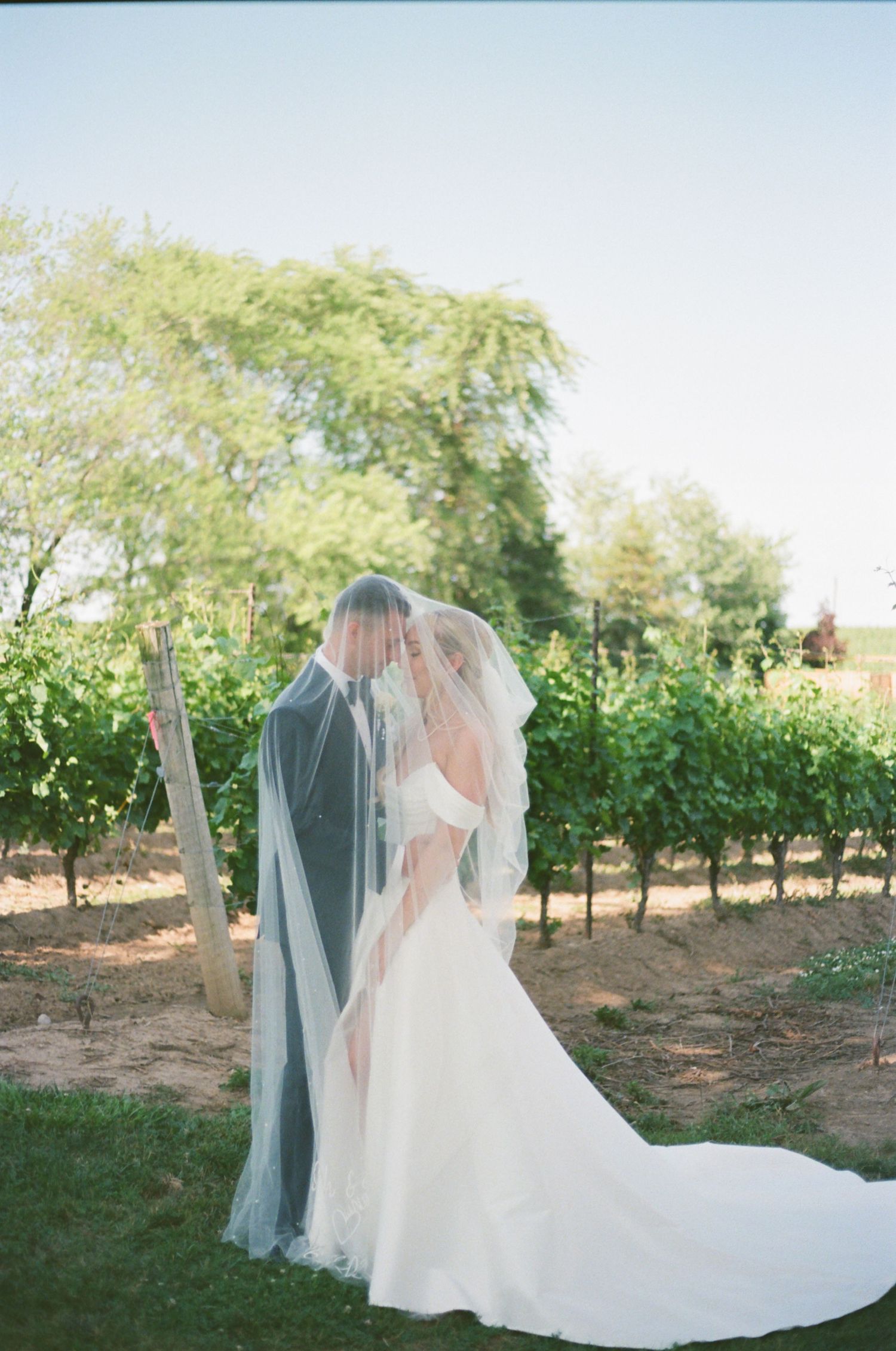 A romantic wedding moment captured in a vineyard setting with a flowing white gown and long veil against green vines.