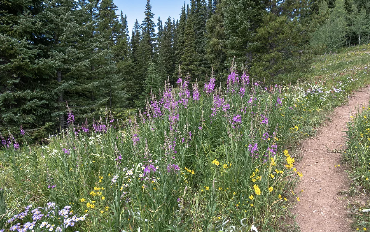 dumont lake wildflowers