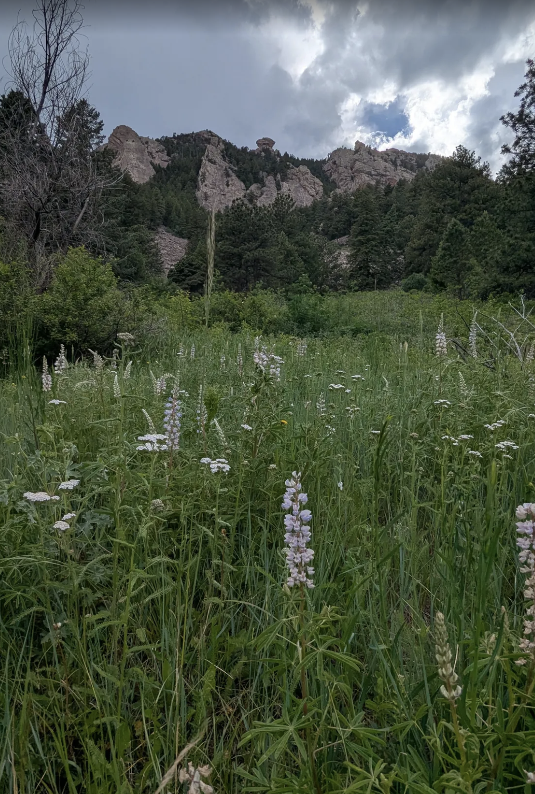 south mesa trailhead lavendar with mountains in background