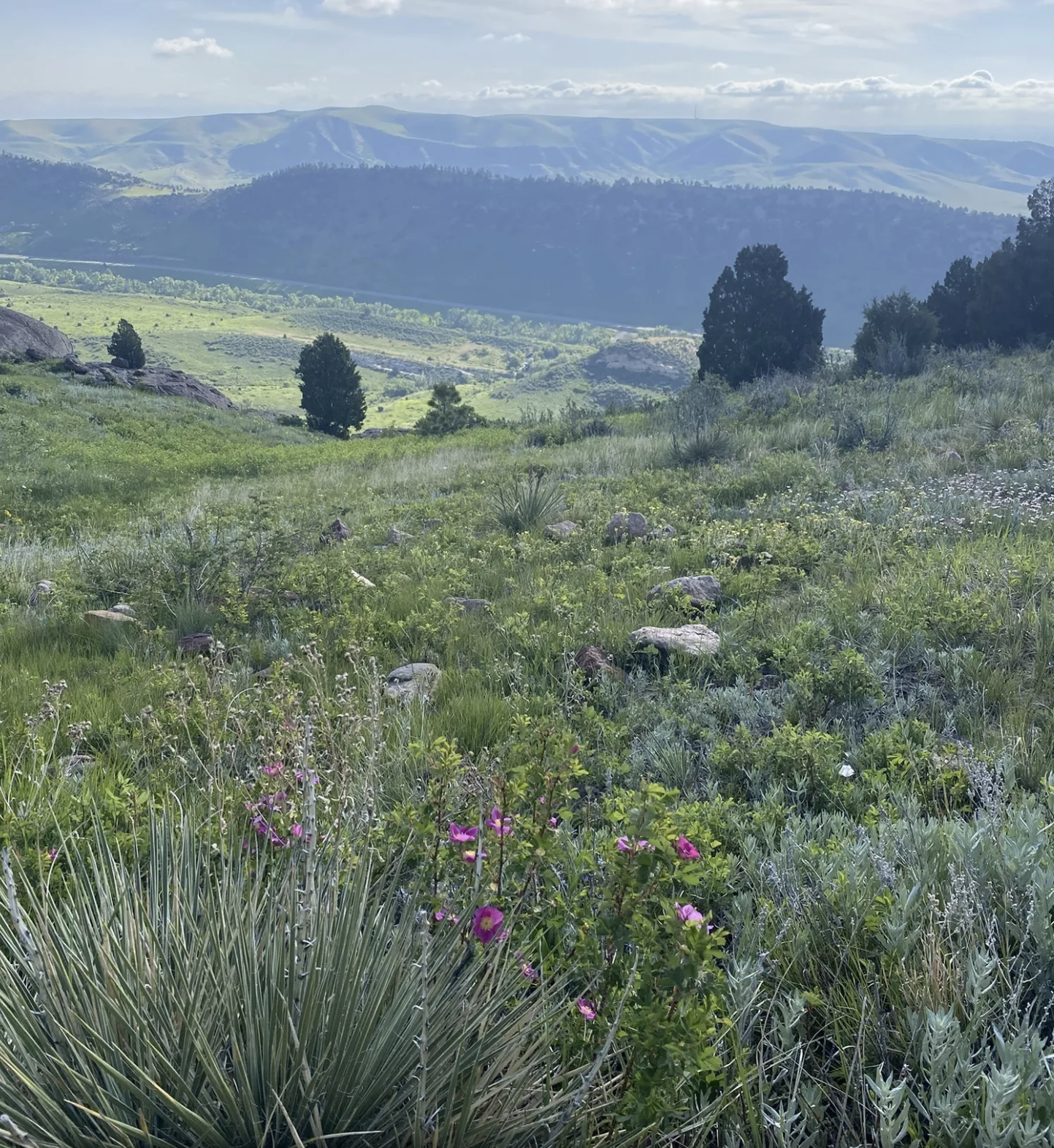 cherry gulch trail landscape view with wildflowers in foreground