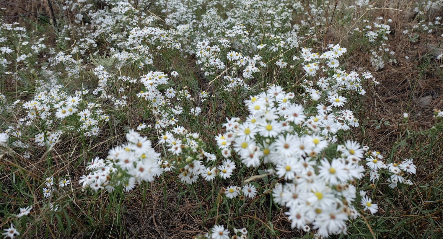 well gulch nature trail white flowers