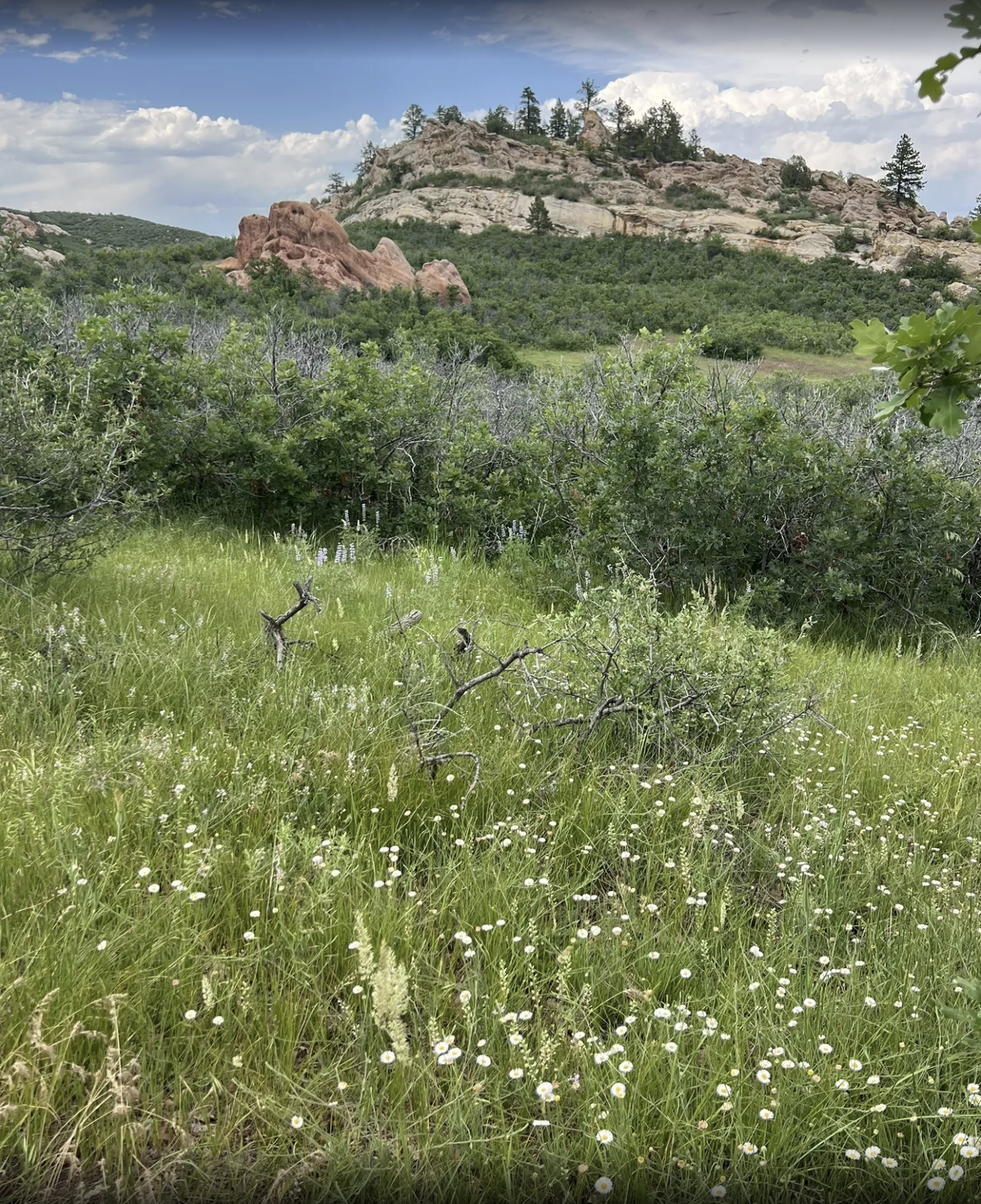 Willow Creek Trail WIldflowers with Red rocks in background