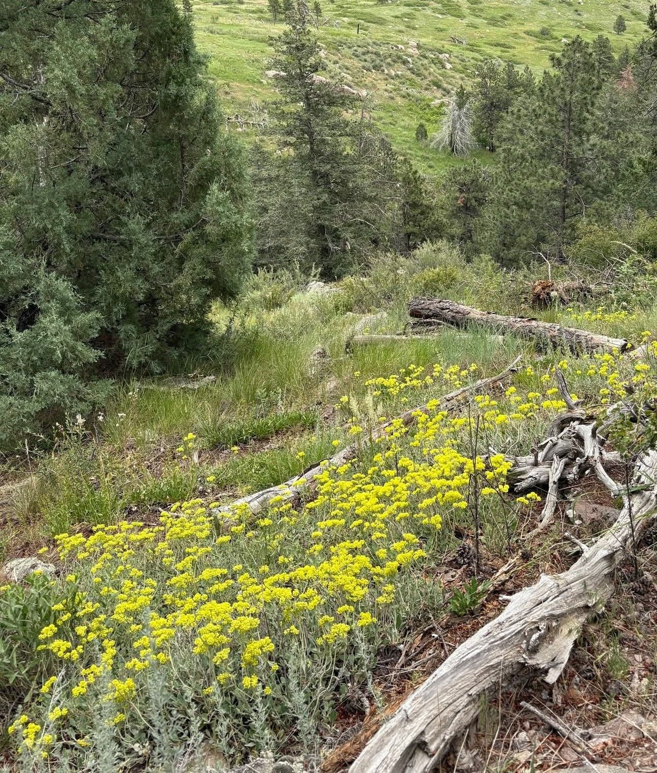 well gulch nature trail yellow wildflowers