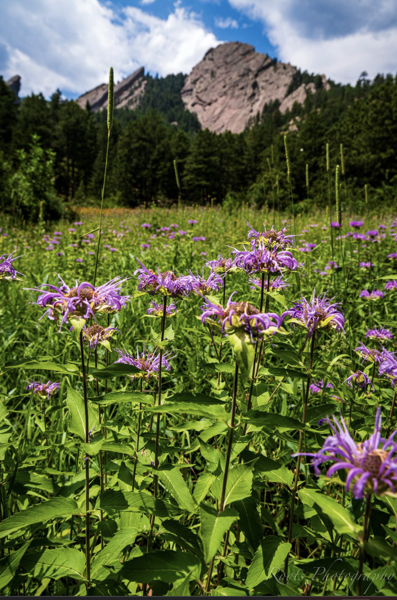 chataqua trail wildflowers and flatirons