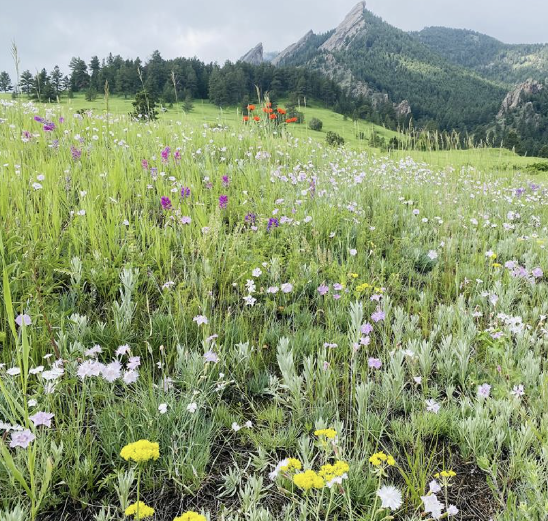 chataqua park wildflowers