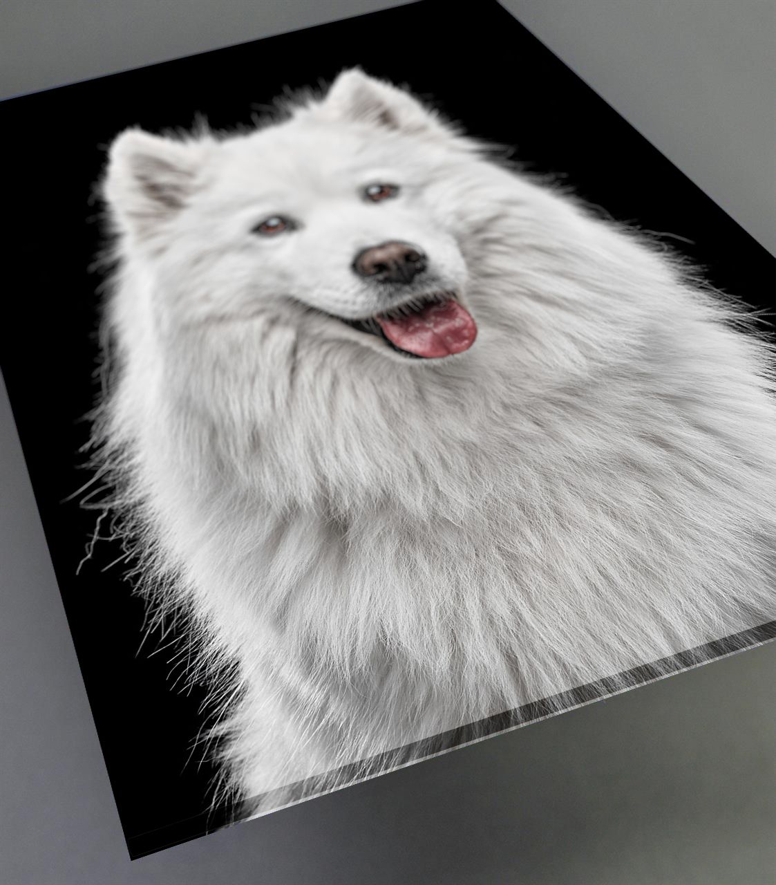A beautiful white Samoyed dog with fluffy fur smiles at the camera against a black background.