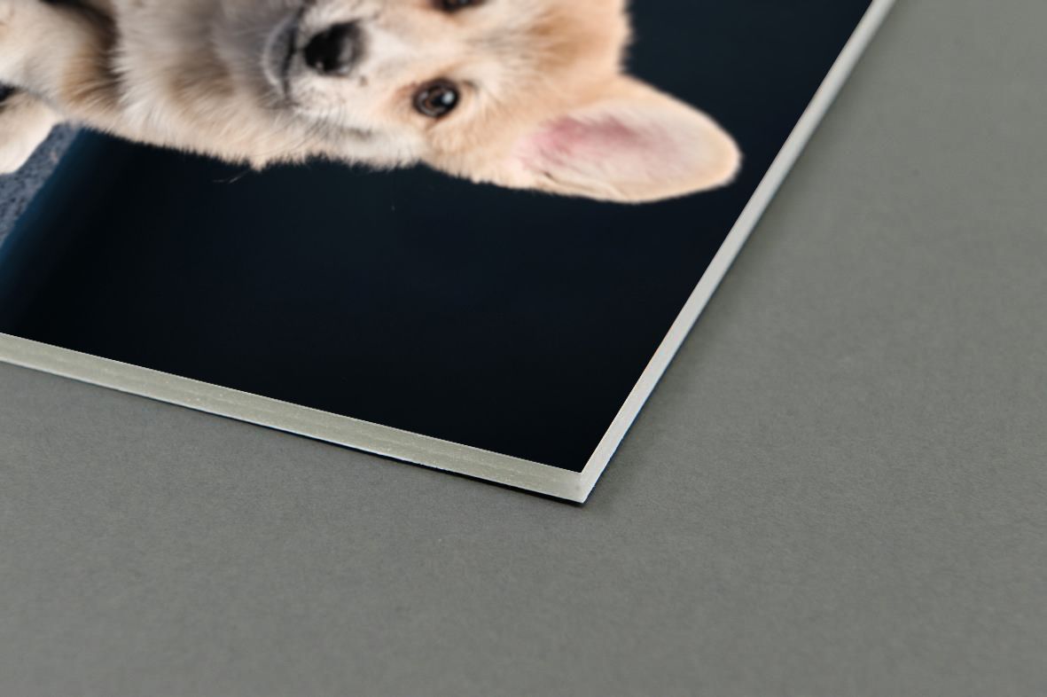 Corner of a printed photograph showing part of a cat's face against a black background on a gray surface.