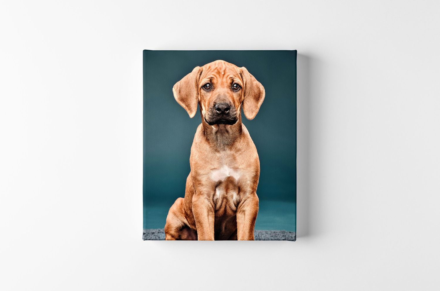 Canvas print featuring an adorable tan Rhodesian Ridgeback puppy sitting against a teal blue background.
