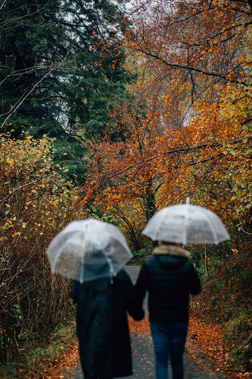 Two people holding clear umbrellas walk hand in hand down a path surrounded by vibrant autumn foliage.