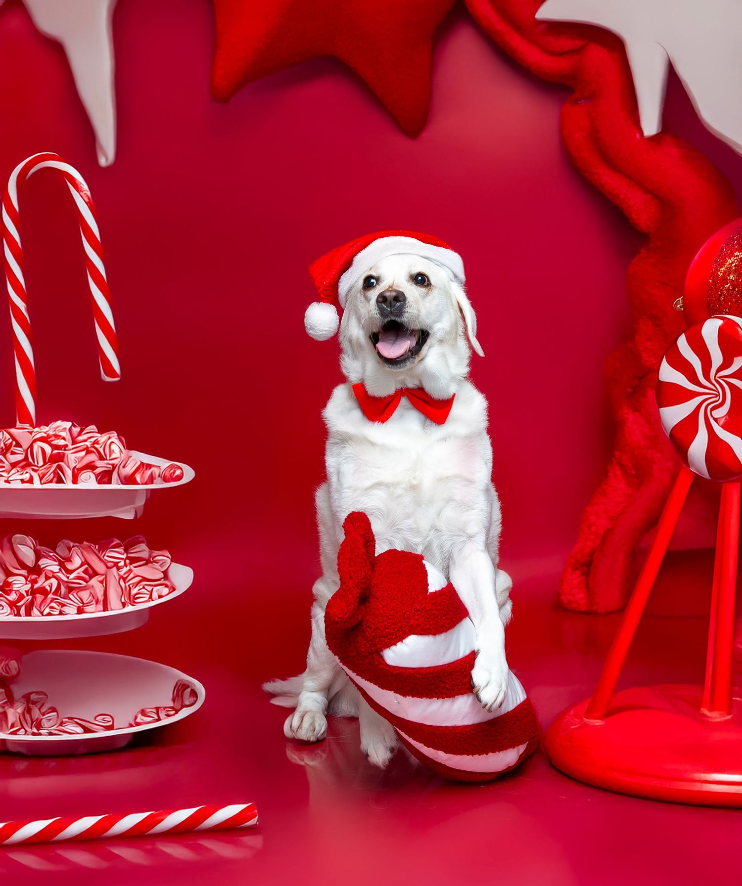 Pet christmas photo session in studio in bradenton sarasota area