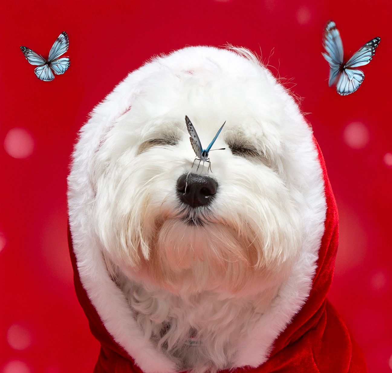 Pet christmas photo session in studio in bradenton sarasota area