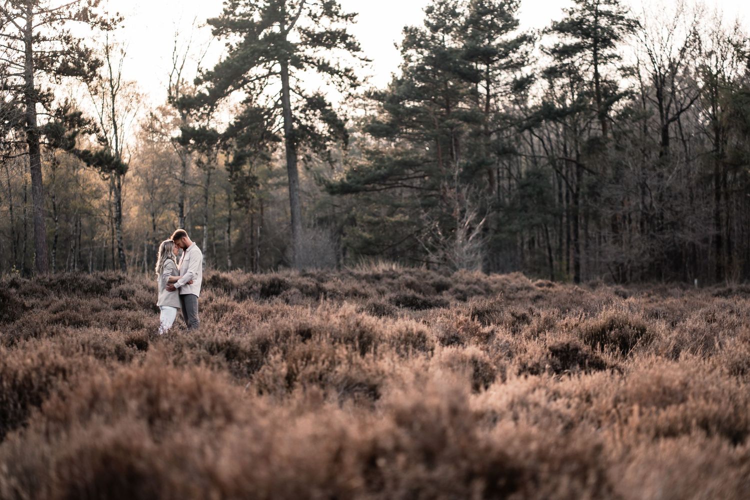 Couple embracing in a golden heathland field surrounded by tall pine trees at sunset.