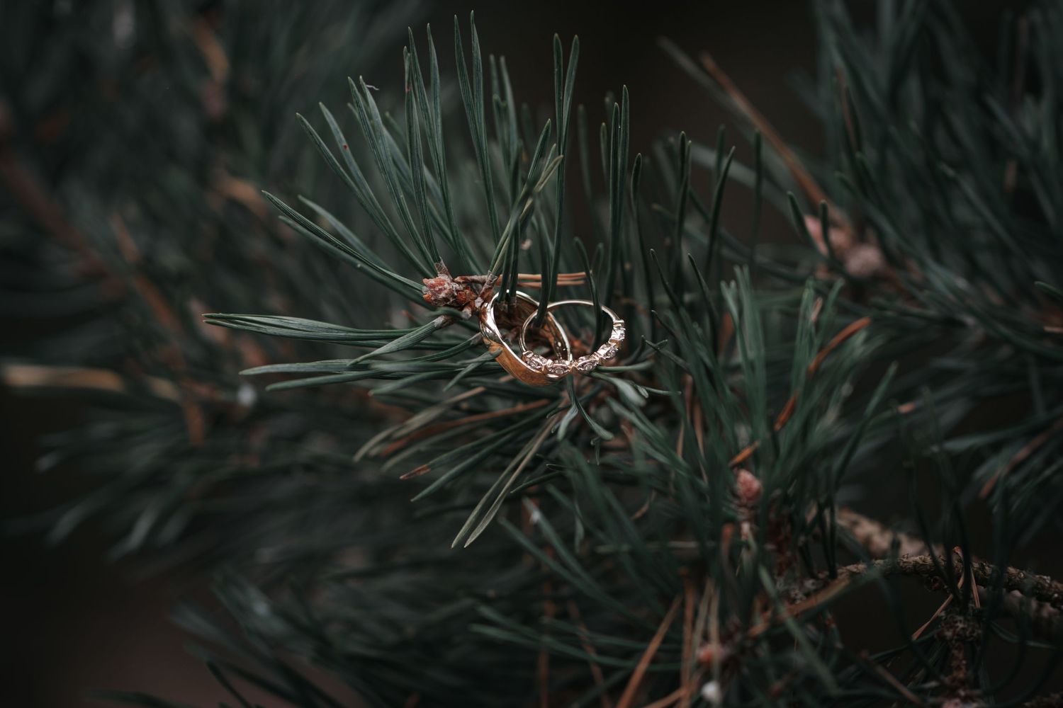 Two gold wedding rings resting delicately on green pine tree branches in soft focus.