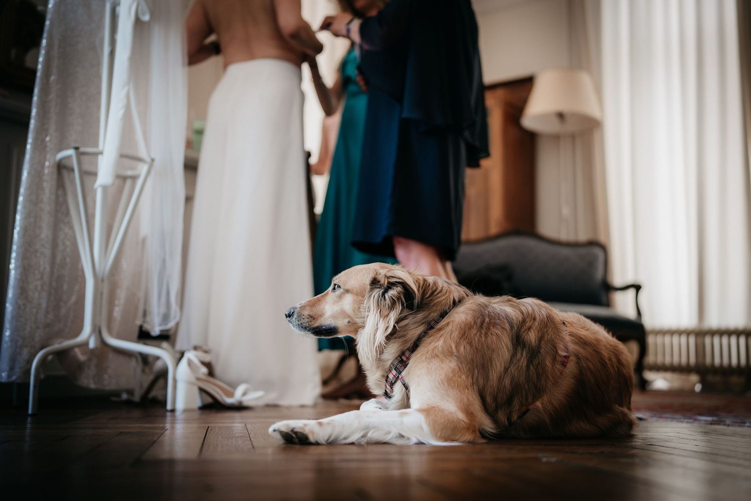 A golden dog lying calmly on hardwood floor while bride is dressed by bridesmaids nearby.