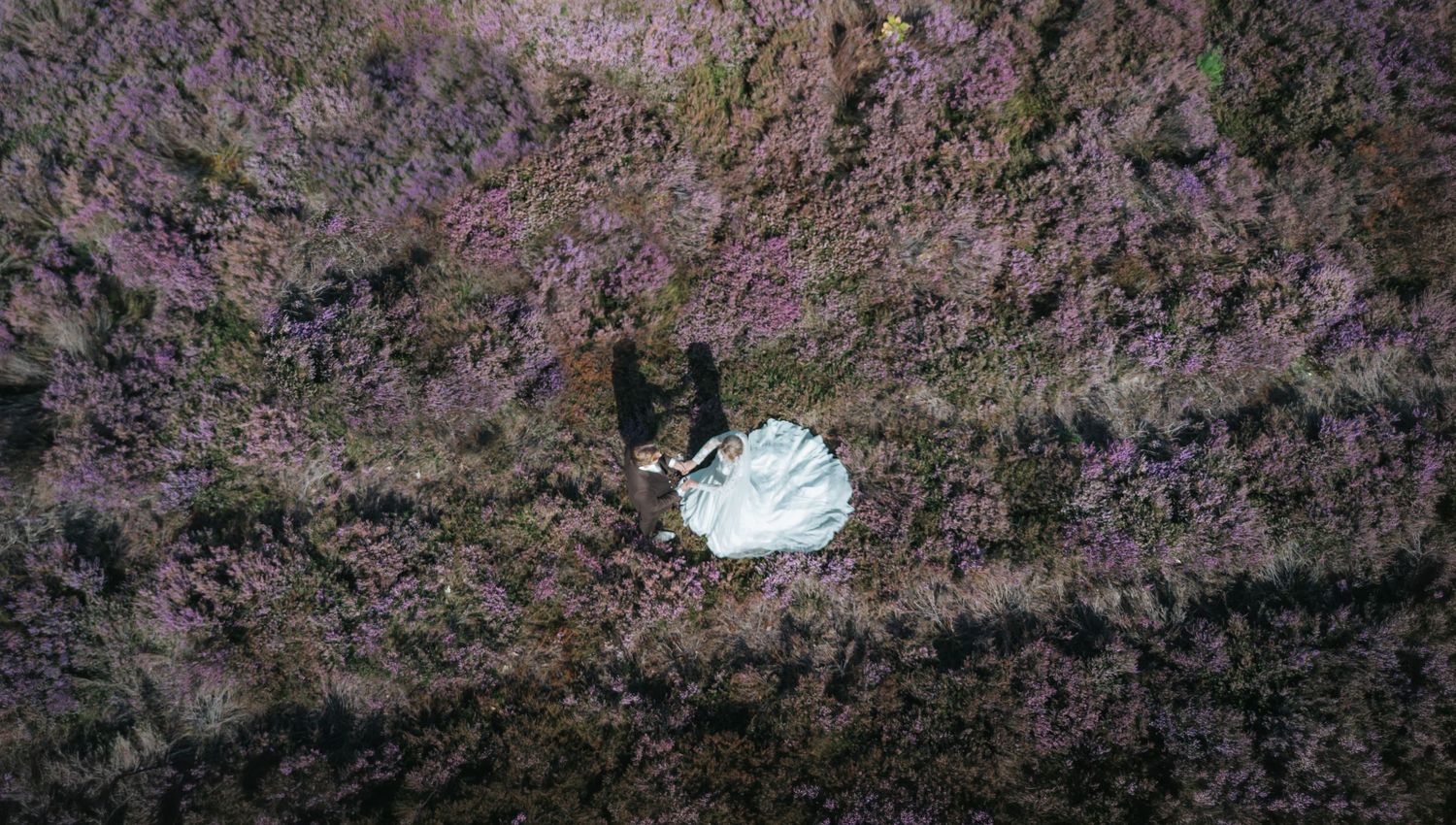 Bride and groom lying in a stunning purple heather field captured from above on their wedding day.
