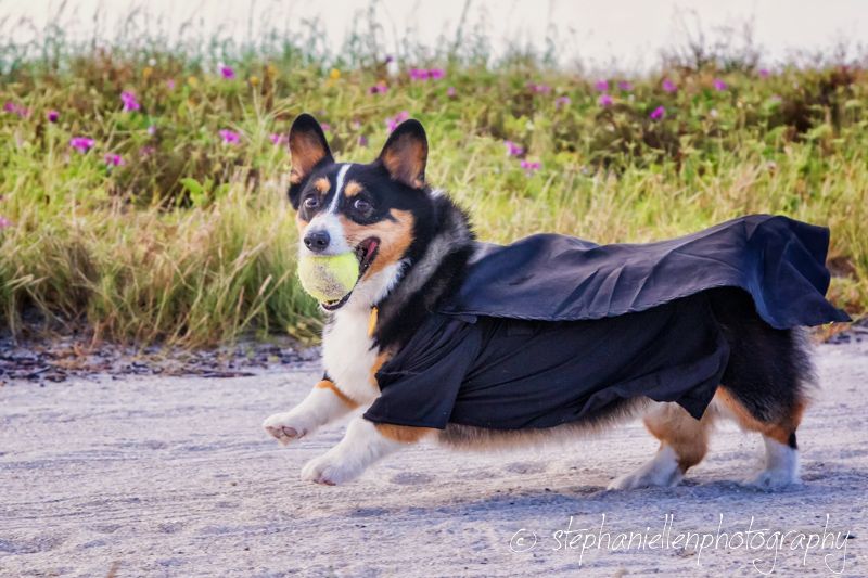 Tricolor Corgi running outdoors with a tennis ball in its mouth.