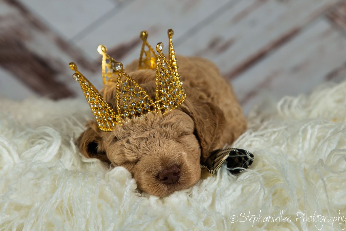 Sleeping newborn puppy wearing tiny gold crown on fluffy white blanket.