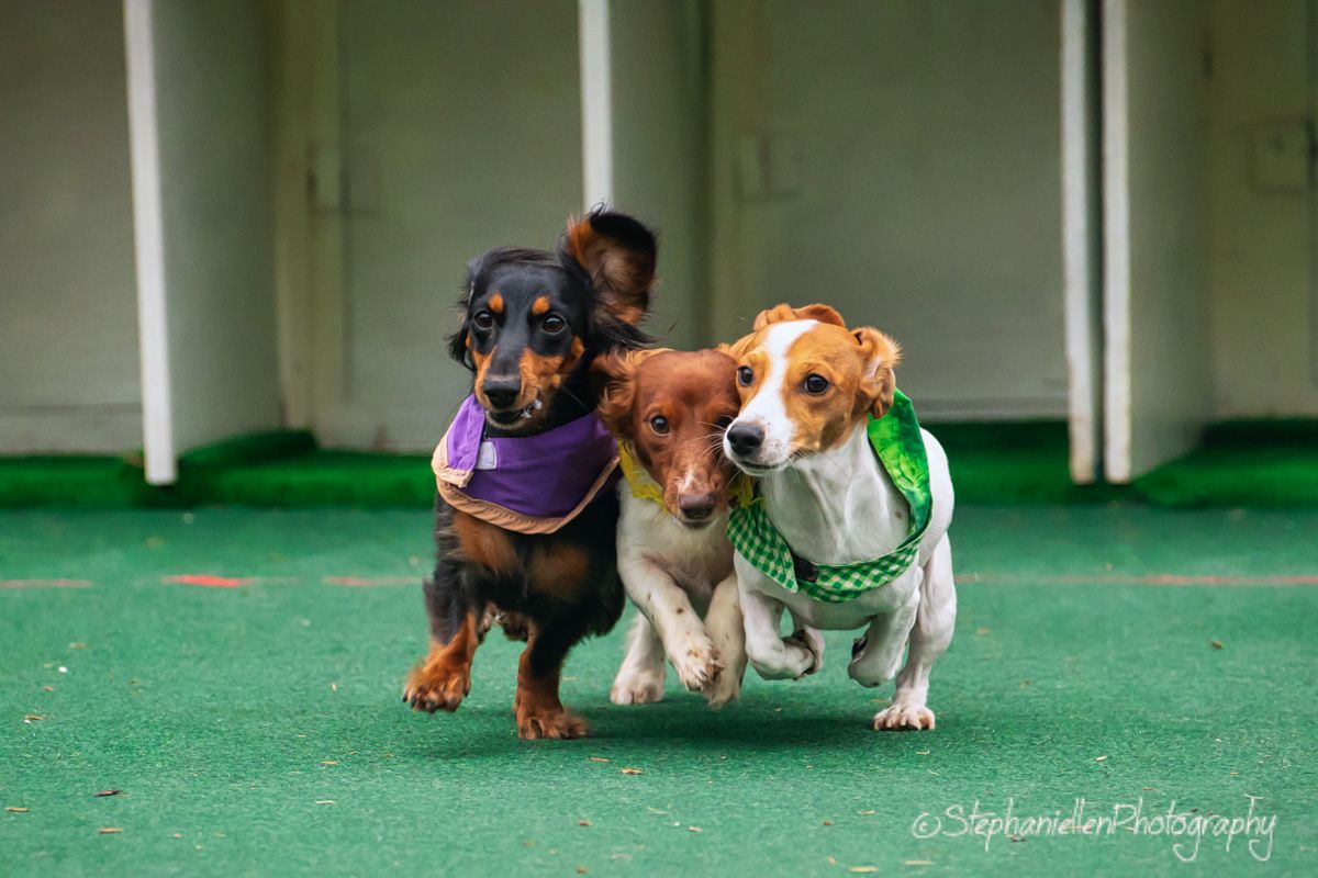 Three small dogs wearing colorful bandanas race across a green turf at a dog event.
