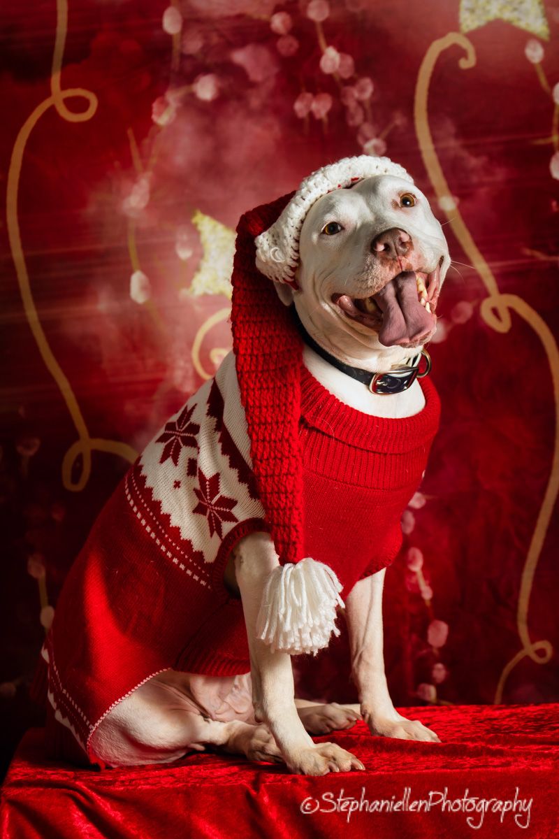 White pit bull in red Santa sweater and hat poses on red velvet for Christmas photo.