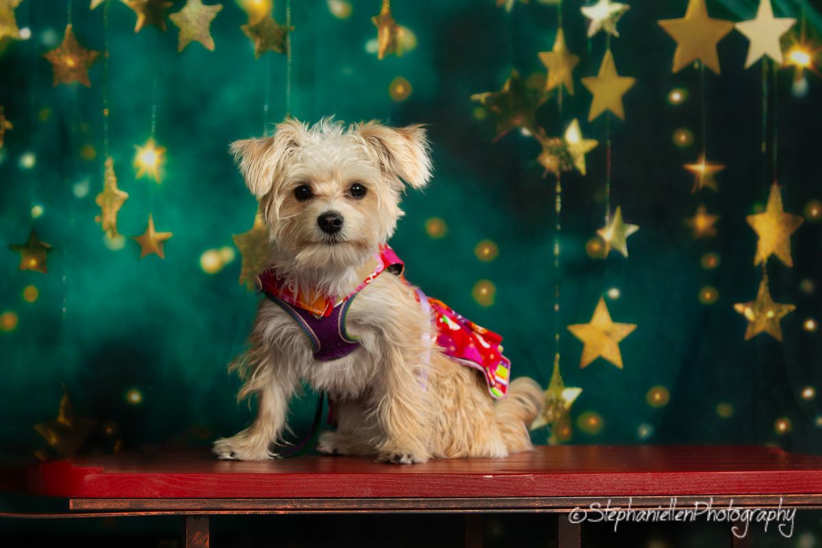 A small fluffy Morkie dog in a red outfit sits on a bench surrounded by golden star decorations.