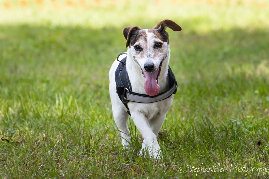 A happy Jack Russell Terrier runs through green grass wearing a harness with tongue out.