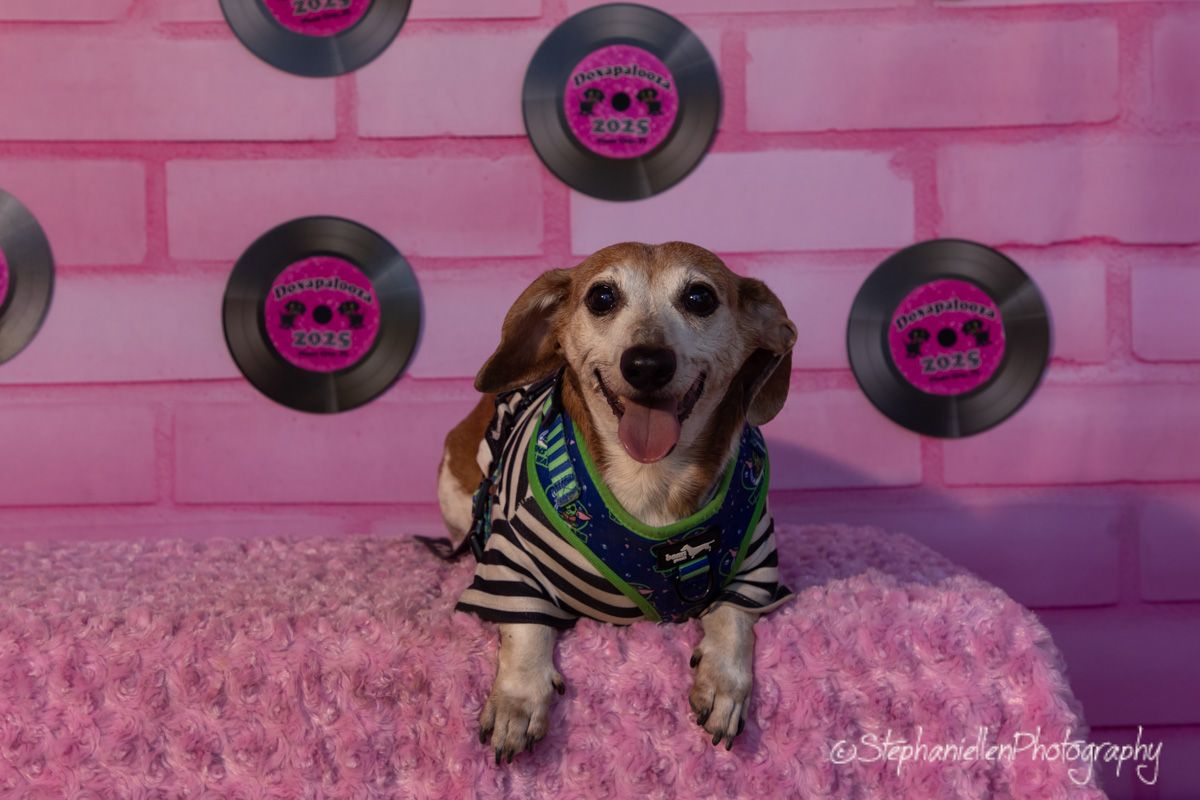 Happy dachshund dog wearing a striped outfit posed on pink fluffy surface with vinyl record decorations on pink brick wall.