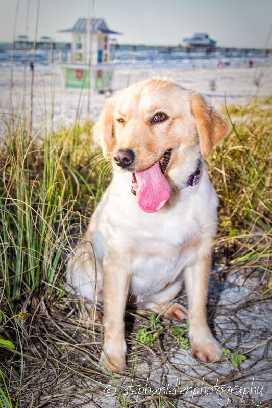 Happy yellow Labrador puppy sitting in beach grass with tongue out and lifeguard stand behind.