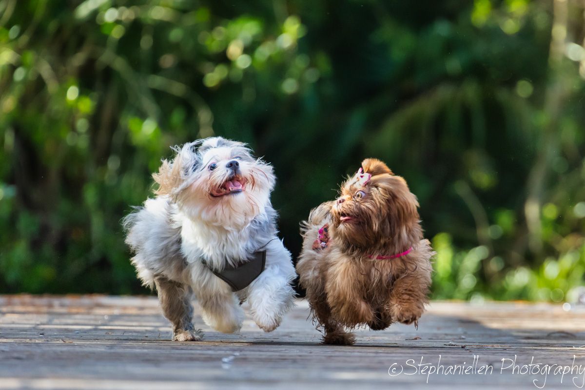 Two small fluffy dogs run together on a wooden boardwalk.