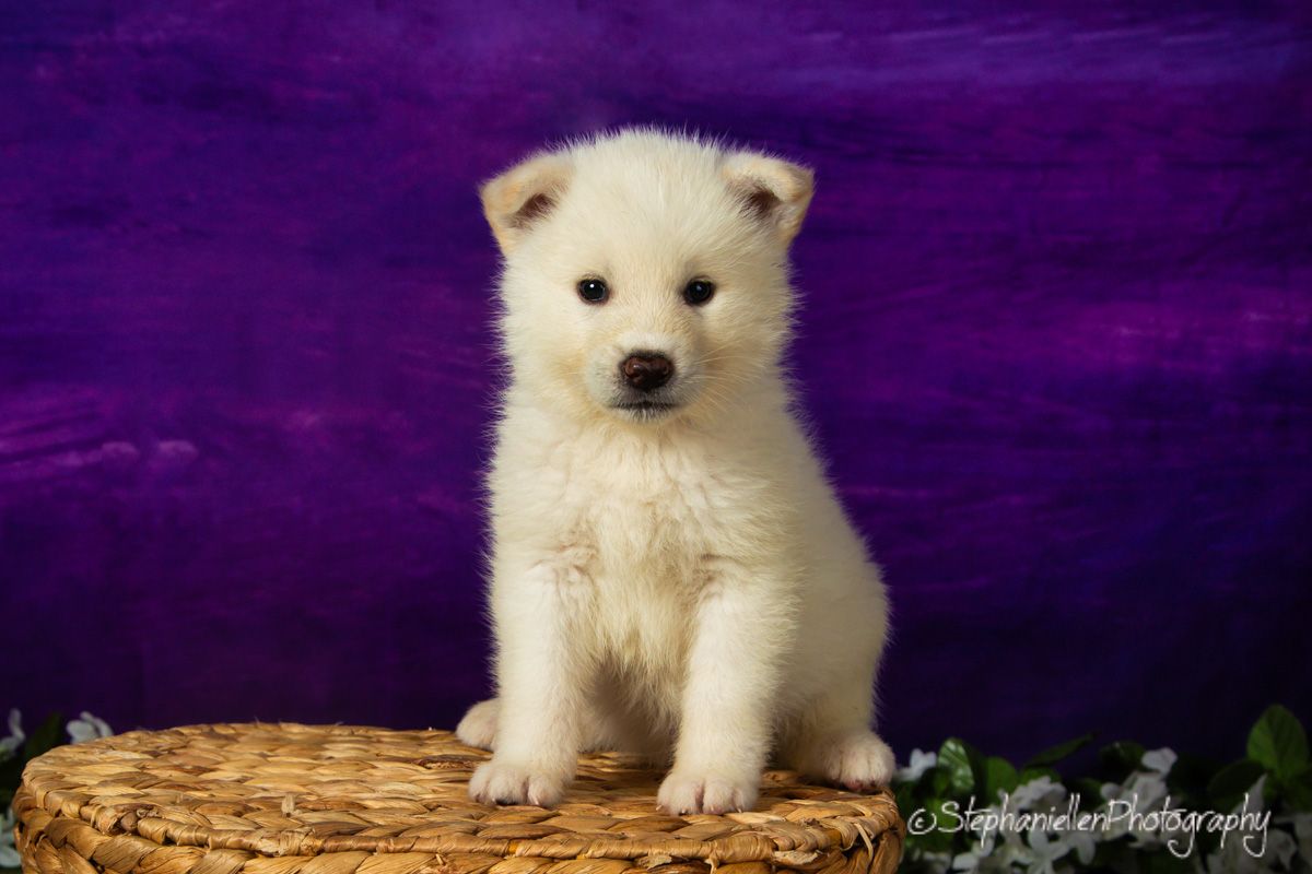 A tiny fluffy white Samoyed puppy sits in a wicker basket against a soft purple studio backdrop.