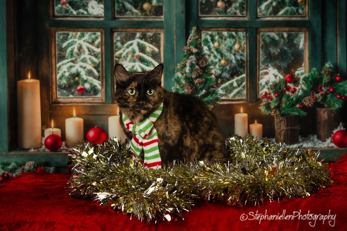 Tortoiseshell cat with striped scarf sits among Christmas candles and tinsel.