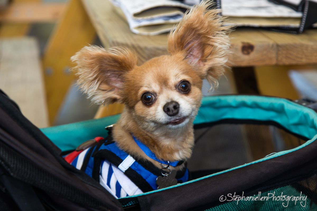 A small Chihuahua dog with large ears sits in a teal pet carrier bag, wearing a blue collar.