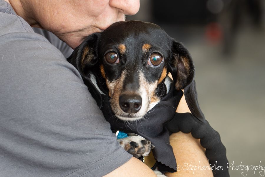 A small black and tan dachshund is held closely in a person's arms, looking up with big eyes.