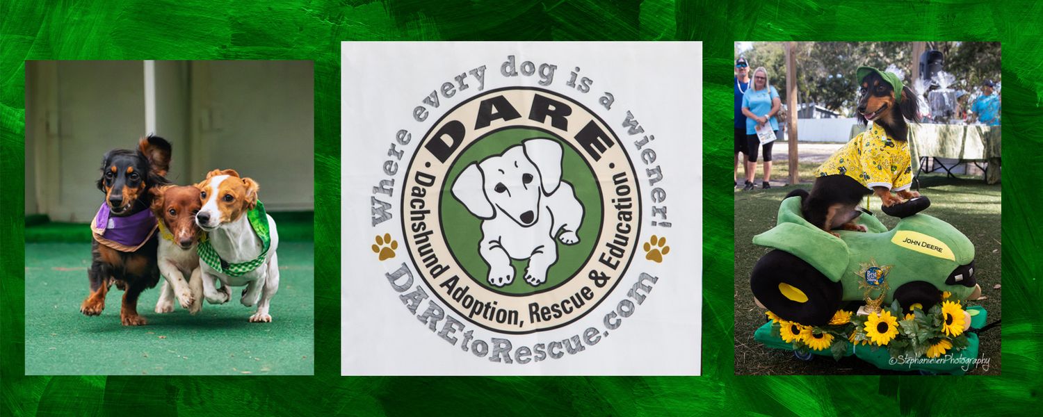 Three dachshunds in sports jerseys pose with DARE Dachshund Adoption Rescue logo, promoting dog adoption services.