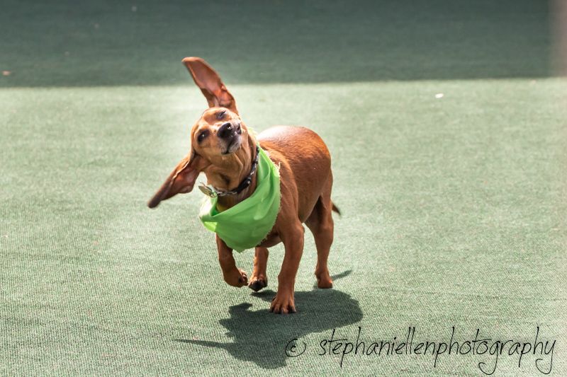 A small brown dachshund wearing a green bandana runs playfully on a green surface with ears flapping.