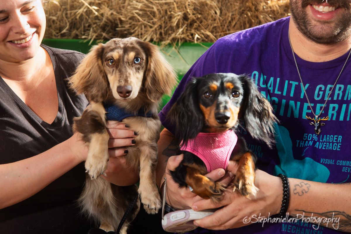 Two people holding adorable long-haired dachshund dogs at an outdoor event with hay bales in the background.