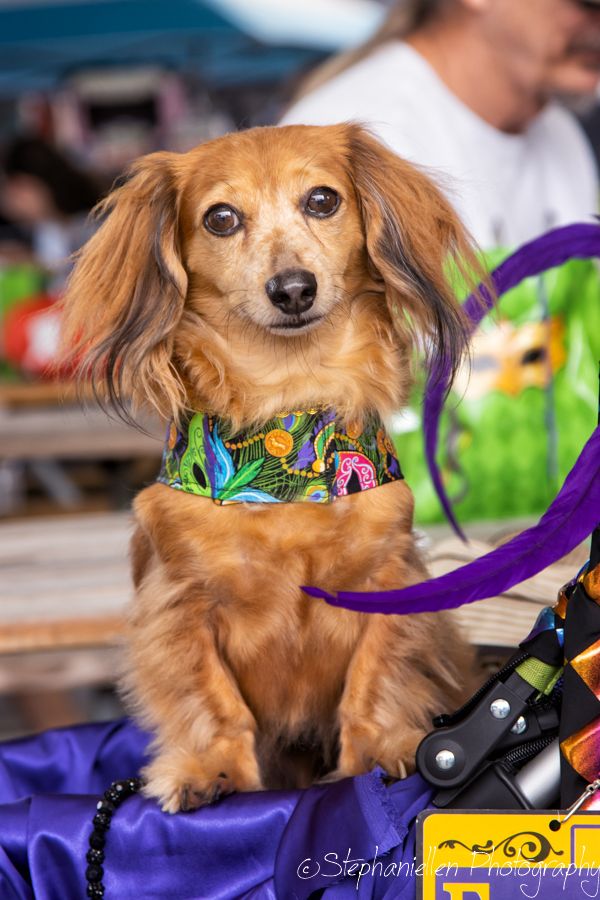 Adorable long-haired golden Dachshund wearing a colorful floral bandana at an outdoor dog event.