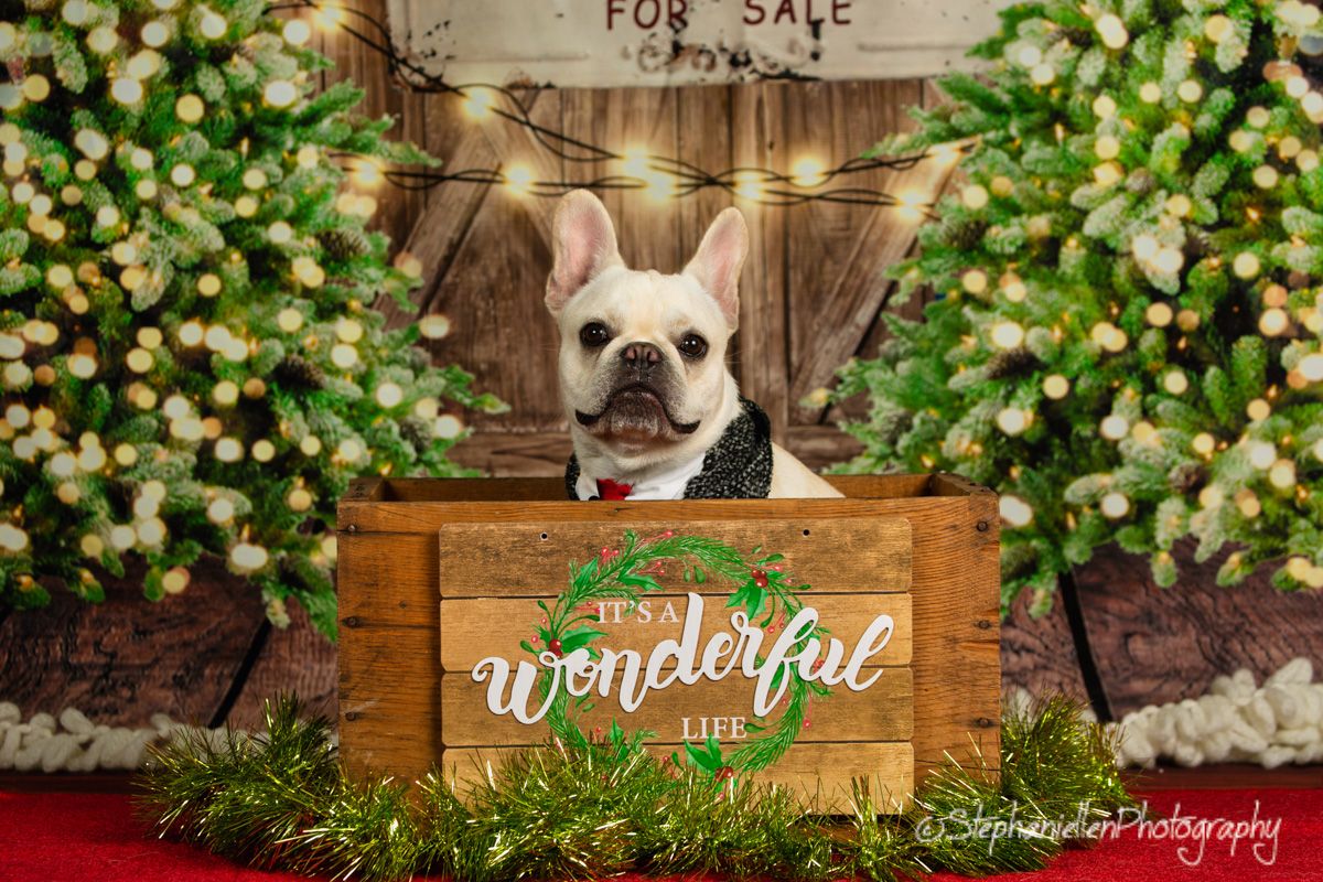 White French Bulldog sits in wooden crate beside wonderful life sign with holiday greenery.