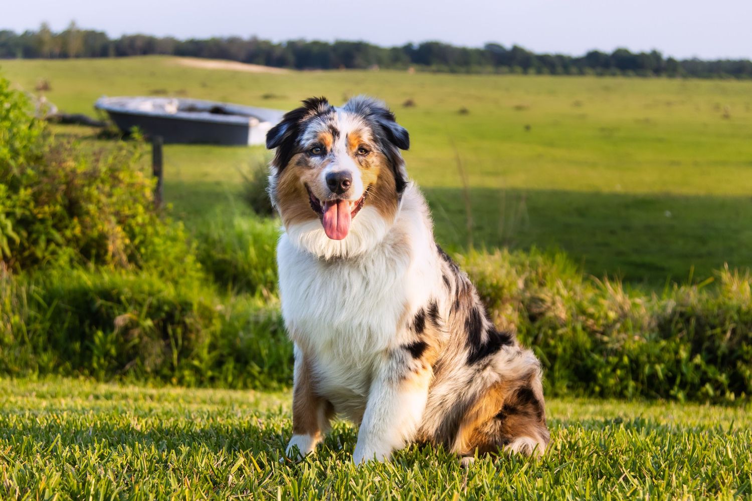 Australian Shepherd dog sitting on green grass in an open field with tongue out on sunny day.