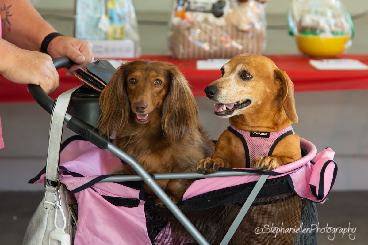 Two happy dachshunds sitting in a pink pet stroller at an outdoor dog event.