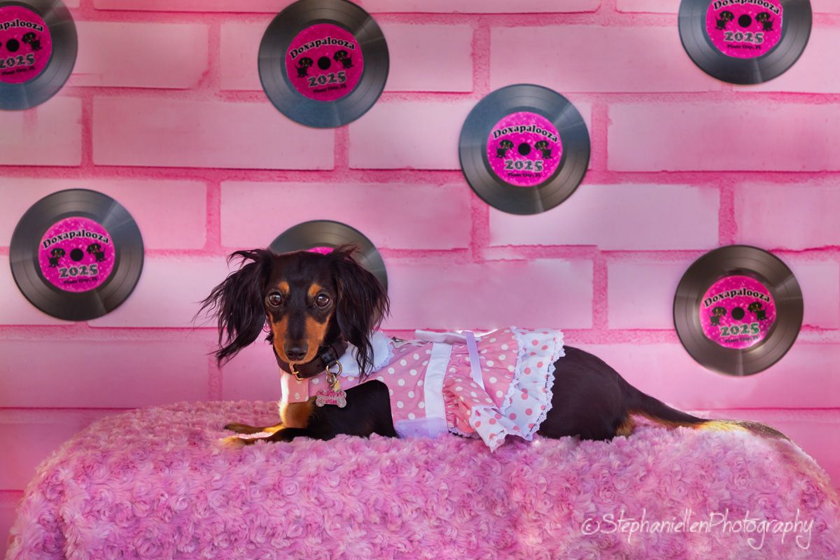 Dachshund dog in pink dress on pink fur bed with vinyl record backdrop.