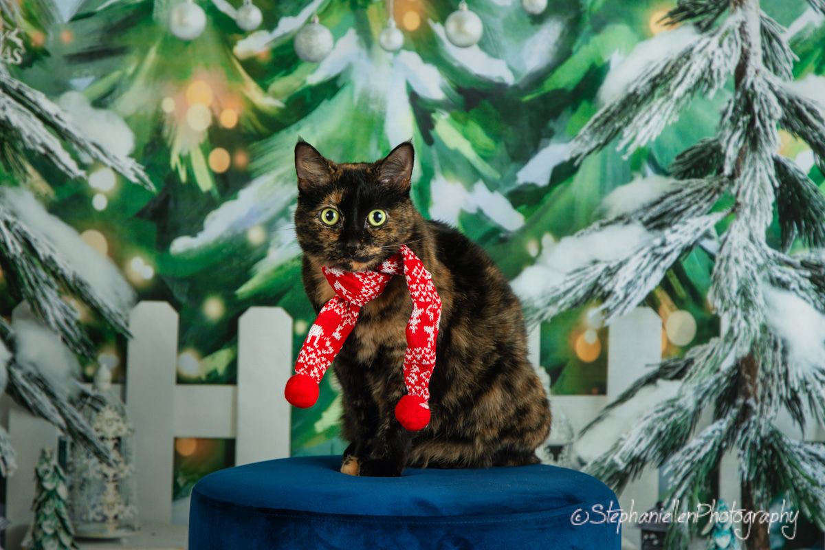 Tortoiseshell cat wearing red scarf sits among snowy Christmas tree backdrop.