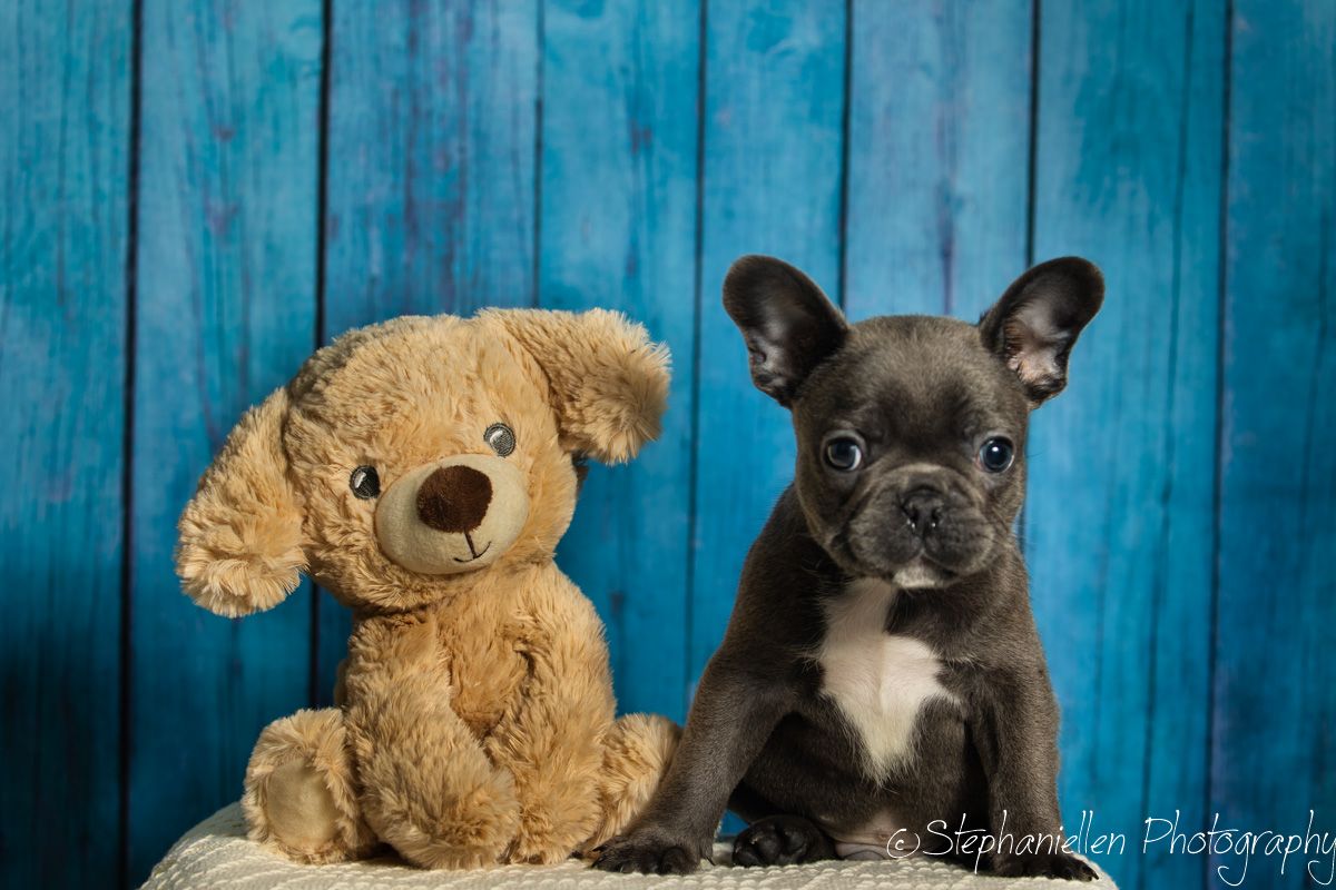 French Bulldog puppy sits beside a teddy bear against a blue wall.
