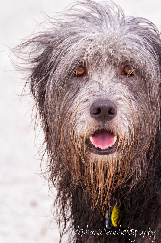 Close-up portrait of wet shaggy gray dog with soulful brown eyes smiling on beach.