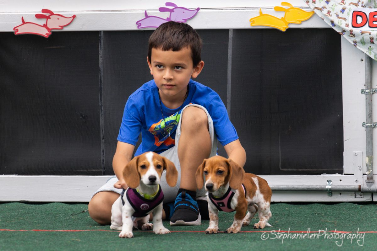 Boy in blue shirt crouching between two beagles wearing harnesses at a dog show event.