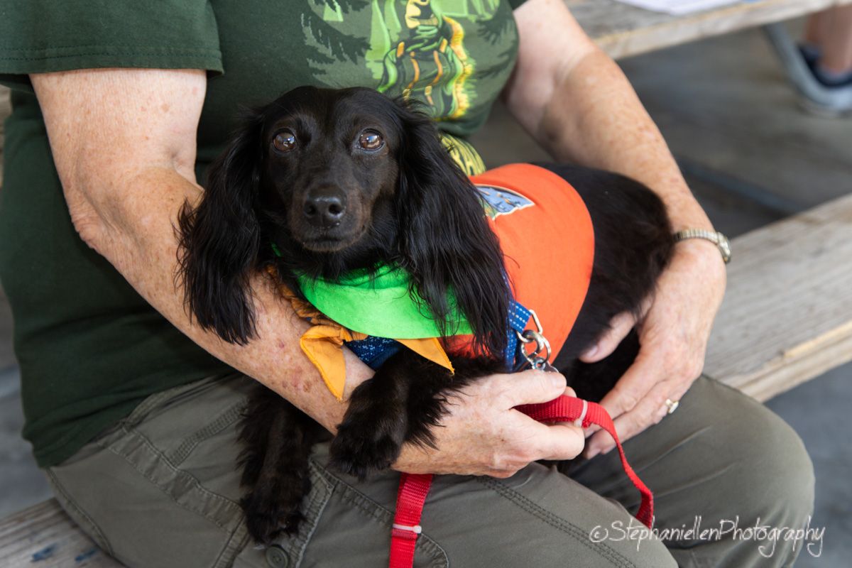 Cute black dachshund wearing colorful outfit and red leash sits on owners lap outdoors.