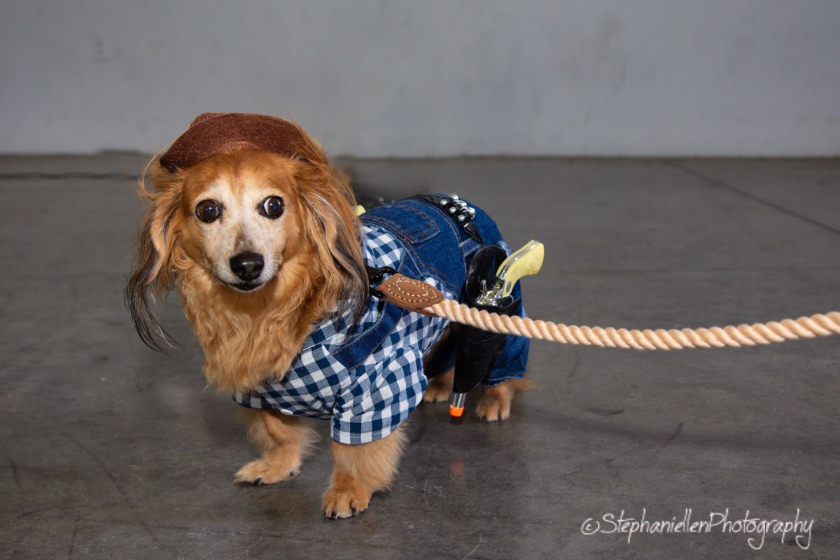 An adorable dachshund dressed in a cowboy costume with denim overalls and a plaid shirt on a leash.