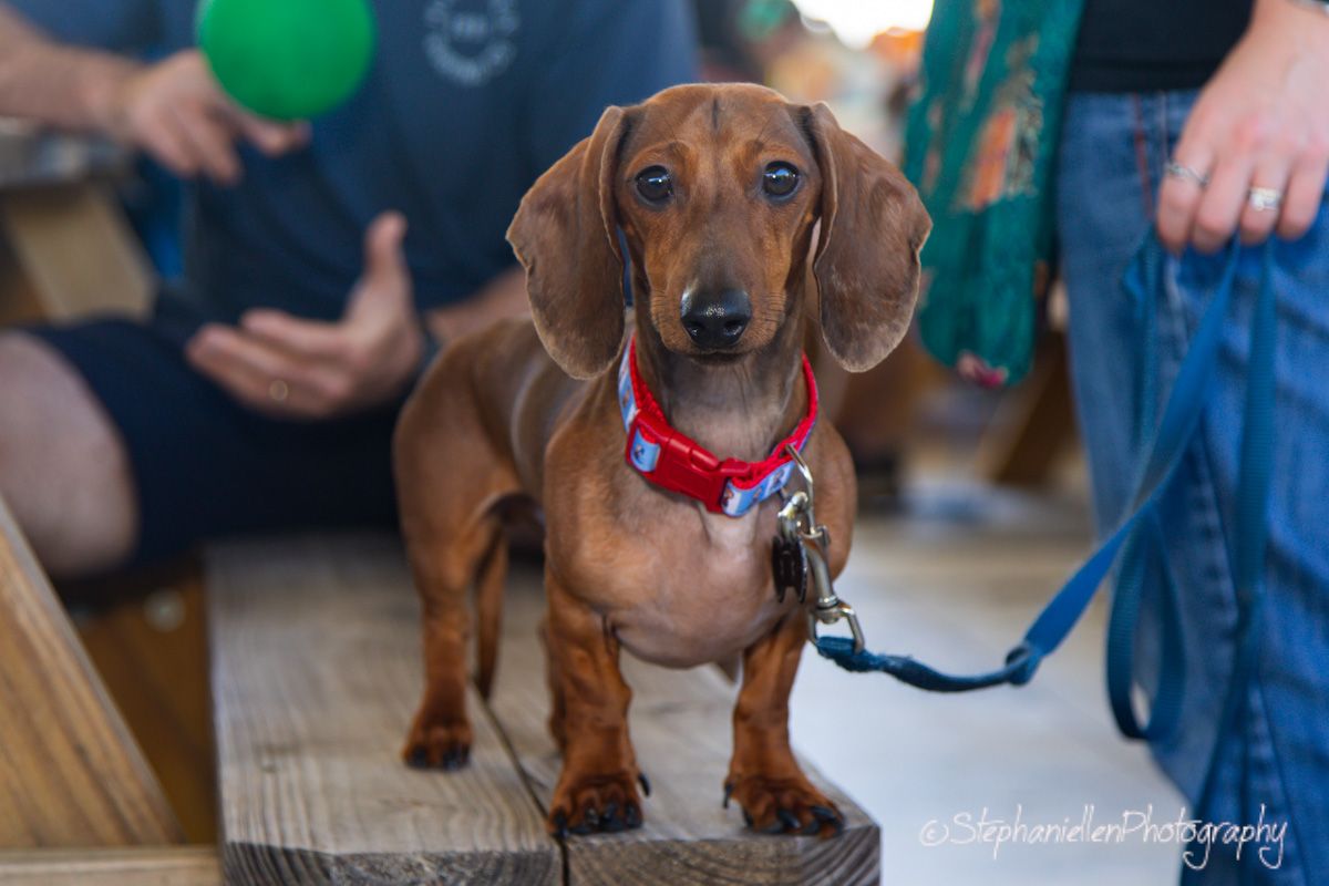 A small brown dachshund puppy wearing a red collar stands on a wooden surface on a blue leash.